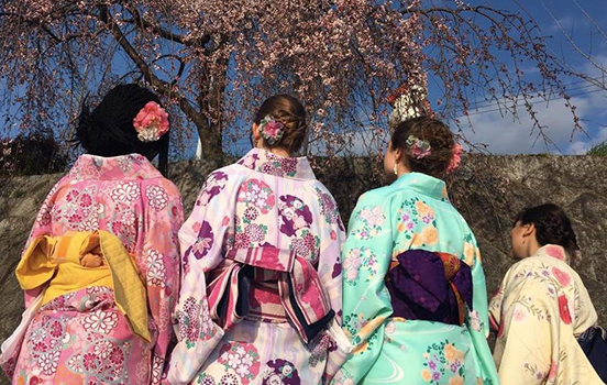 Four JCMU students wearing colorful kimino and gazing at cherry blossoms on a tree with a blue sky behind